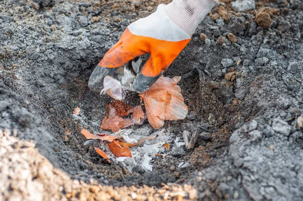 Soğan kabuklarının kauçuk eldivenlerini sarımsaklı ve kömürlü külleri toprağa patates ekmeden önce karıştırıyor..