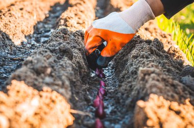 Lastik eldivendeki bir el, yatağın üzerine kırmızı bir fiyonk yerleştirir.