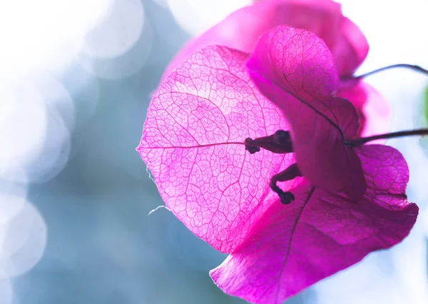 Bouganvillea flor fechar — Fotografia de Stock