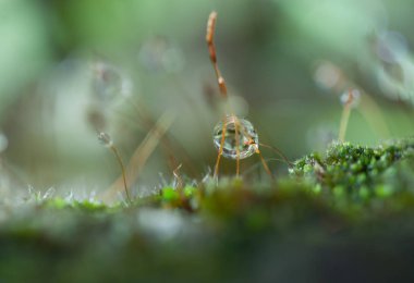 çim, sabah ışık çiğ teslimi