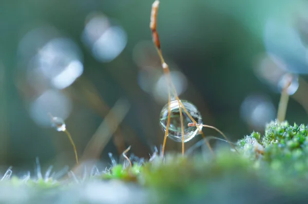 Goutte de rosée sur herbe — Photo