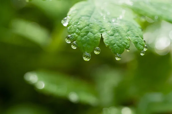 Dew Drop Στο Γρασίδι Φως Πρωί — Φωτογραφία Αρχείου