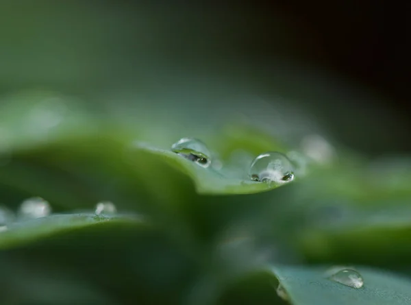 Gota de orvalho na grama — Fotografia de Stock