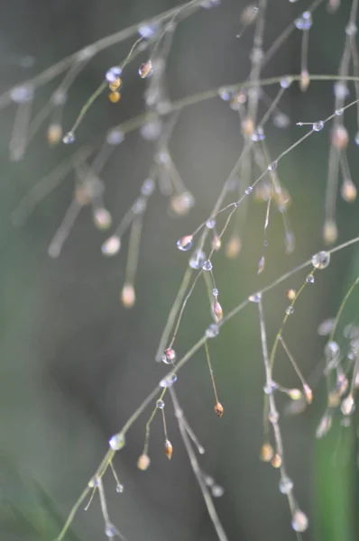 Dew Drop Στο Γρασίδι Φως Πρωί — Φωτογραφία Αρχείου