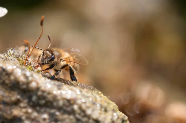 Abejas bebe agua — Foto de Stock