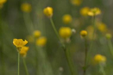 Daha fazla Düğünçiçekleri ile alanında Buttercup, yakın çekim