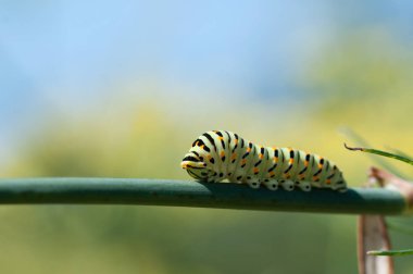 Kırlangıç kuyruklu tırtıl rezene üzerinde