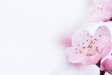 Şeftali çiçekleri arka plan