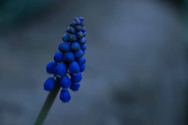 Jacinto Uva Azul Flores Muscari Armeniacum — Foto de Stock