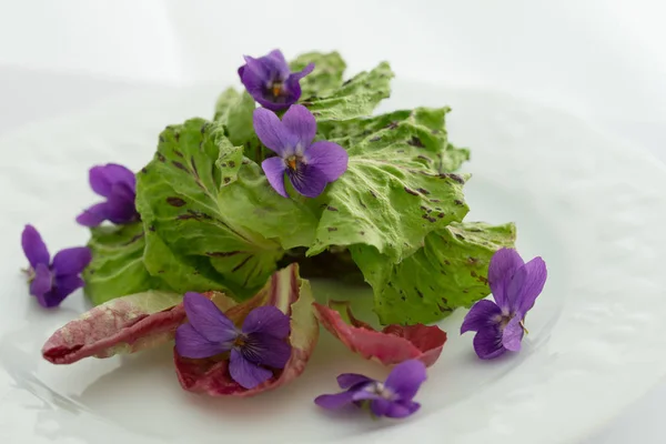 Salada de flor de primavera fresca — Fotografia de Stock