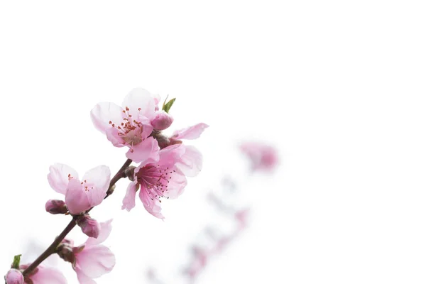 Fundo flores de pêssego — Fotografia de Stock