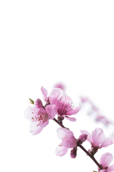 Kwiaty brzoskwini tło — Zdjęcie stockowe