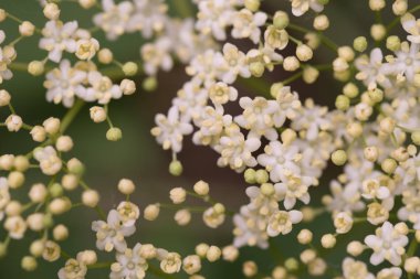Sambuco çiçek yakın çekim