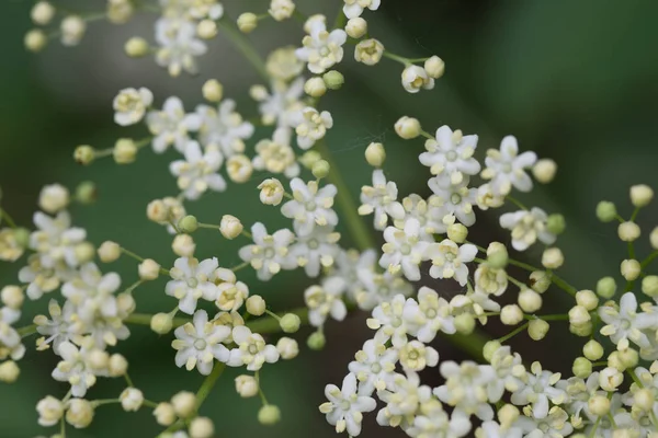Sambuco çiçek yakın çekim