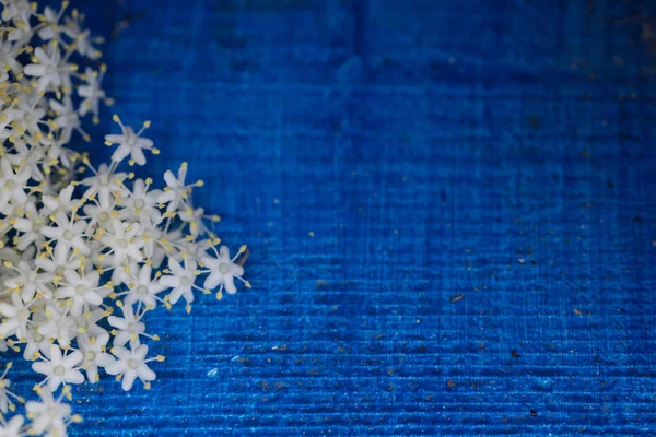 Sambuco flowers close up — Stock Photo, Image