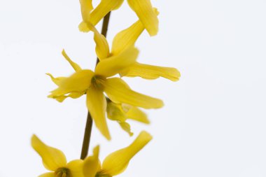 Hor çiçeği çiçek bahar