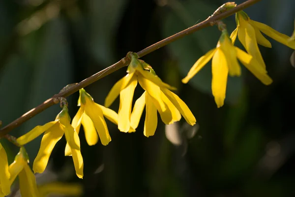 Forsythia Λουλούδια Όμορφη Άνοιξη Blossom — Φωτογραφία Αρχείου
