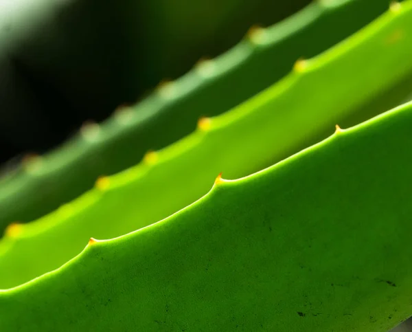 Blad vetplanten close-up — Stockfoto