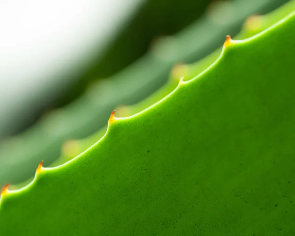 Blad vetplanten close-up — Stockfoto