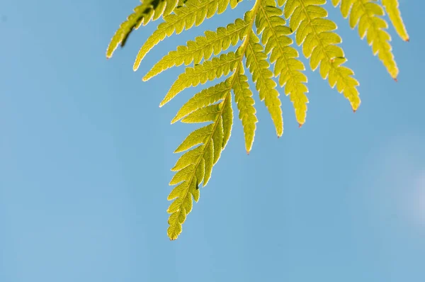 蕨类植物叶子近缘 — 图库照片