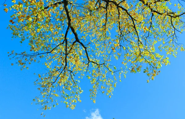 big oak tree on blue sky background