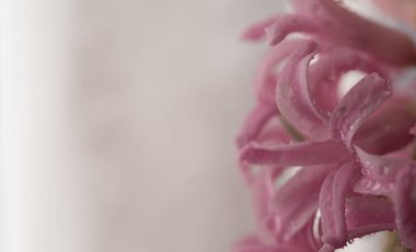 beyaz zemin üzerine sümbül çiçek