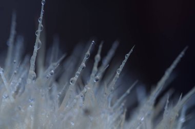 Dikenler üzerinde Çiy damlaları