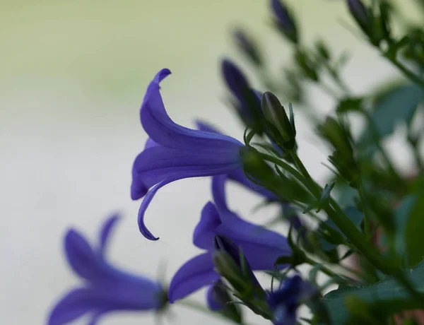 Cloche violette fleur — Photo