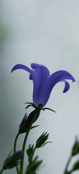 Cloche violette fleur — Photo