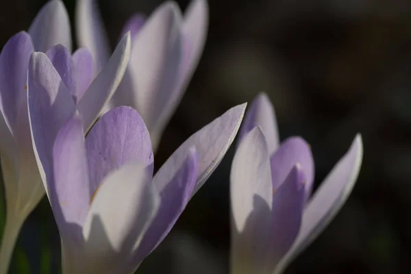 봄 시간, 크 로커 스 꽃 — 스톡 사진