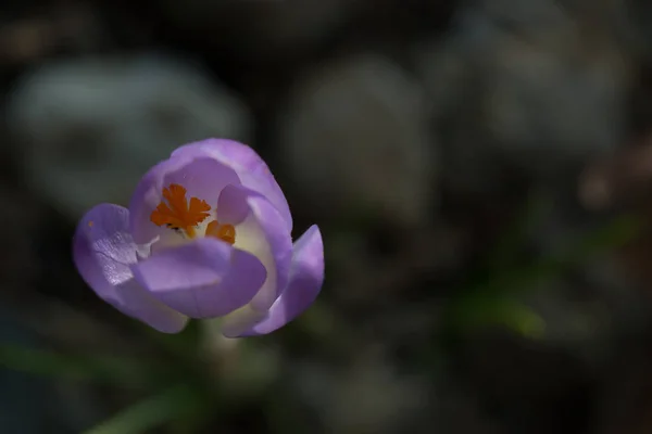 봄 시간, 크 로커 스 꽃 — 스톡 사진