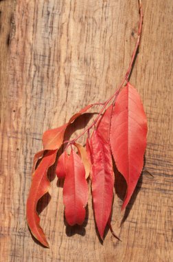 izole sonbahar yaprakları