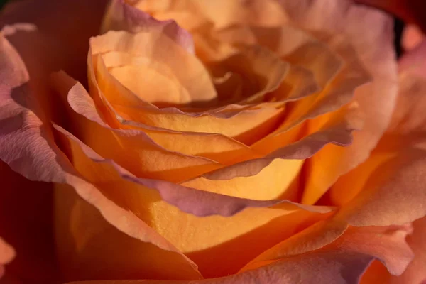 Composition de fond rose — Photo