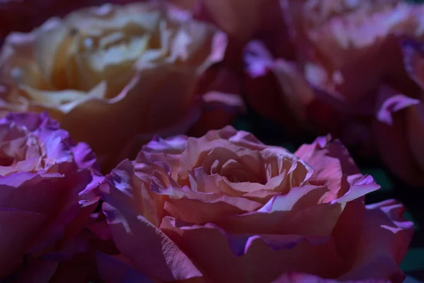 Composição Fundo Flor Rosa Laranja Bonita — Fotografia de Stock