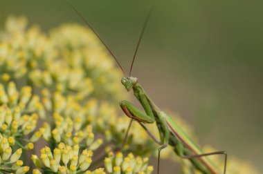 dua eden peygamber devesi çiçek, 