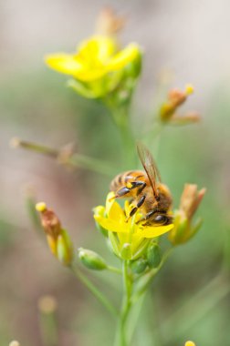 arı polen vahşi rucola çiçek üzerinde toplar.
