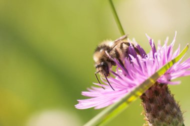 Arı nektarı Centaurea galicicae üzerinde toplar.