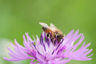Arı nektarı Centaurea galicicae üzerinde toplar.