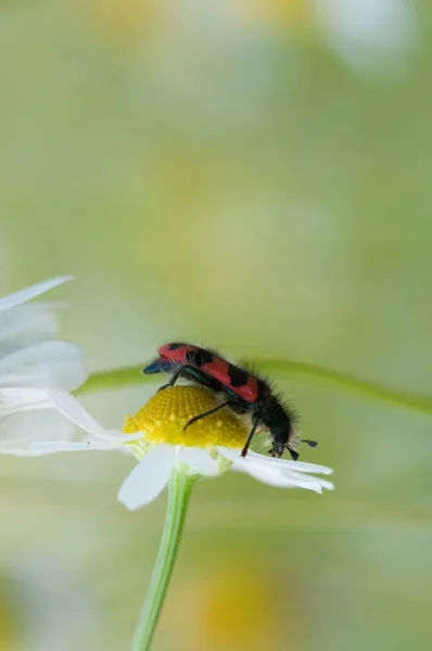 Black and red beetle sits on chamomile flowers.