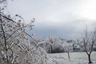 Tam olarak sır kapsüllenmiş şube