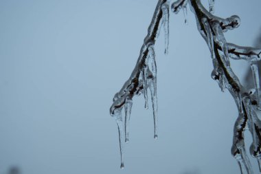 Tam olarak sır kapsüllenmiş şube
