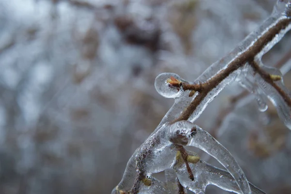 Ramo Albero Smaltato Dopo Pioggia Congelata Invernale — Foto Stock