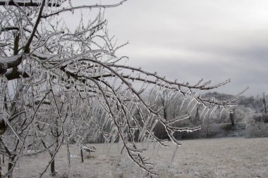 Tam olarak sır kapsüllenmiş şube