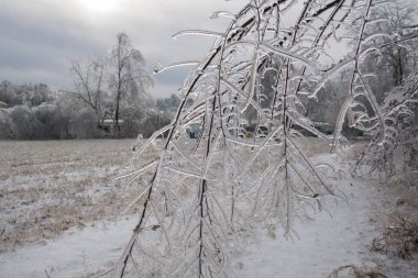Tam olarak sır kapsüllenmiş şube