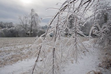 Tam olarak sır kapsüllenmiş şube