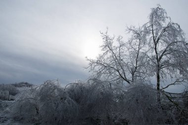 Tam olarak sır kapsüllenmiş şube