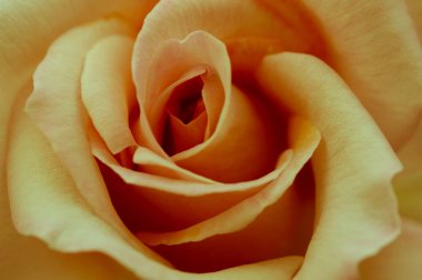 sarı bir gül gül yakın çekim