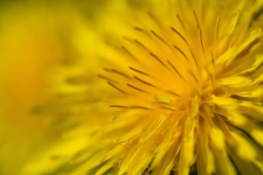 Karahindiba çiçeği, tarassacum officinalis, yakın çekim