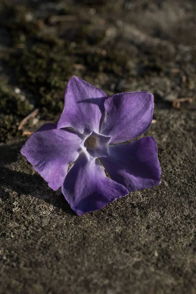 Flor periwinkle aislado — Foto de Stock