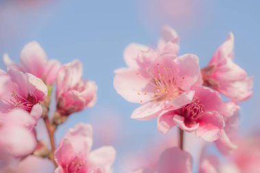 Şeftali çiçeği mavi gökyüzü arkaplanına yakın